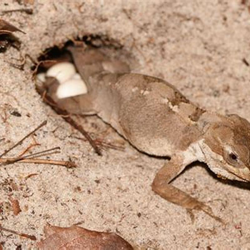 What reptiles lay their eggs?