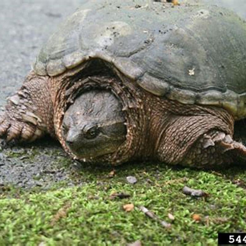 What type of animal is a snapping turtle? - DIY Seattle