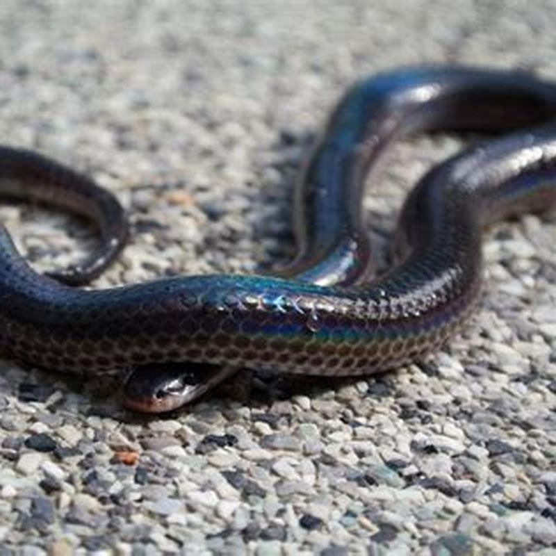 When did snakes become domesticated?