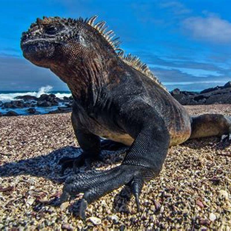 Where did marine reptiles come from?