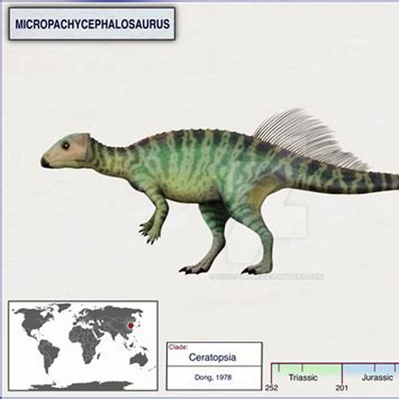 Where did the Micropachycephalosaurus eat? - DIY Seattle