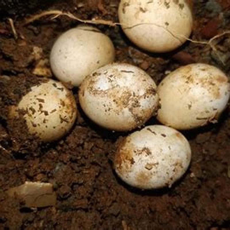 Where do reptiles lay eggs? - DIY Seattle