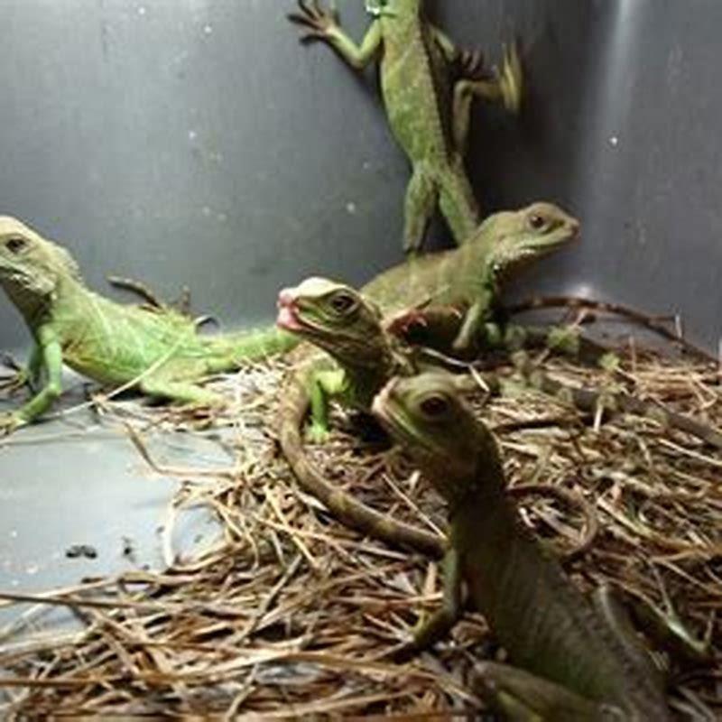 Where does PetSmart get reptiles from?