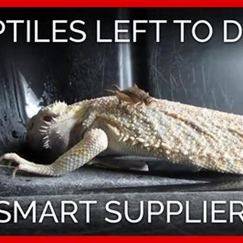 where-does-petsmart-get-their-reptiles-diy-seattle