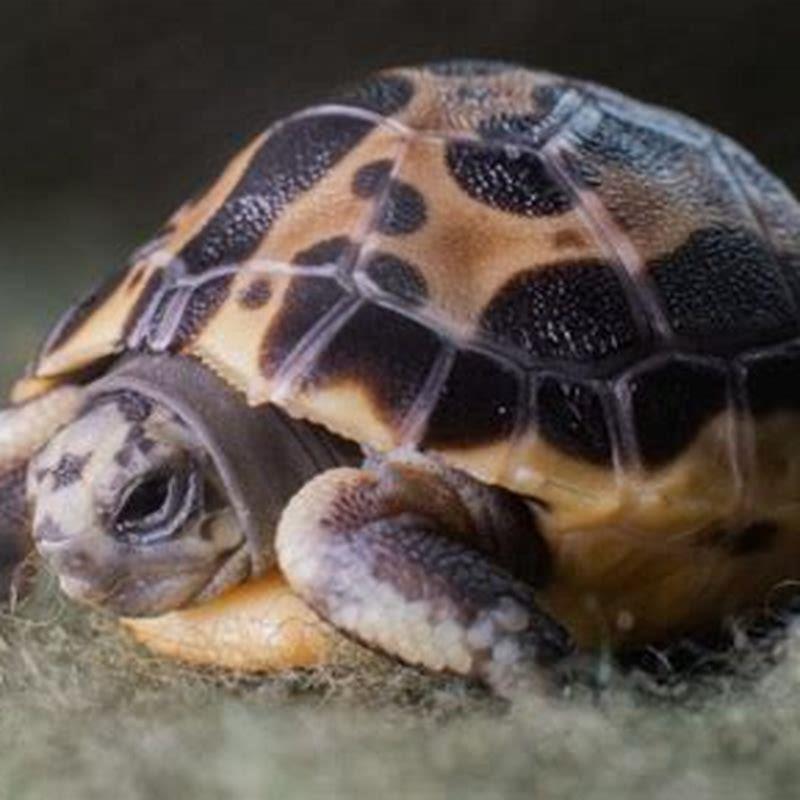 Why is it called a spider tortoise? - DIY Seattle