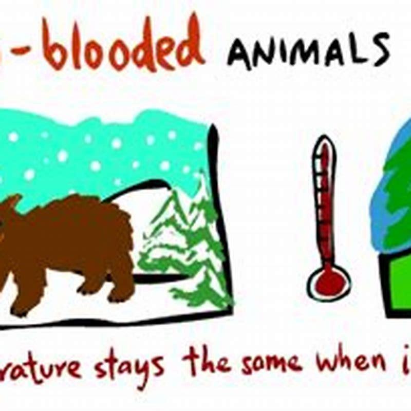 Why reptiles are cold blooded and mammals are warm blooded?