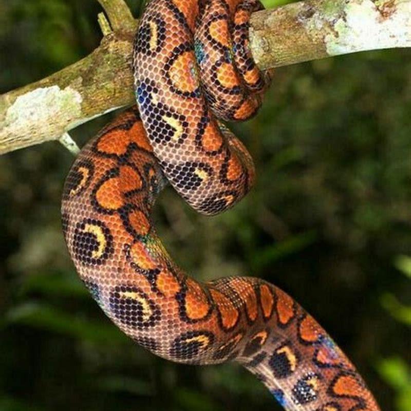 Are Brazilian rainbow boa good pets? - DIY Seattle