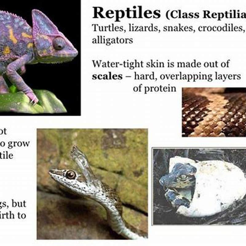 Are Crocodiles endothermic?