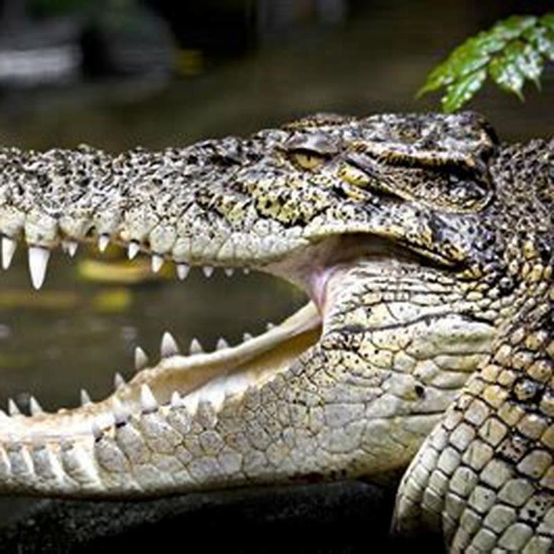 Are crocodiles Saurians?