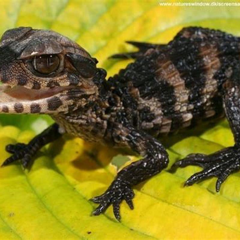 Are dwarf caimans good pets?
