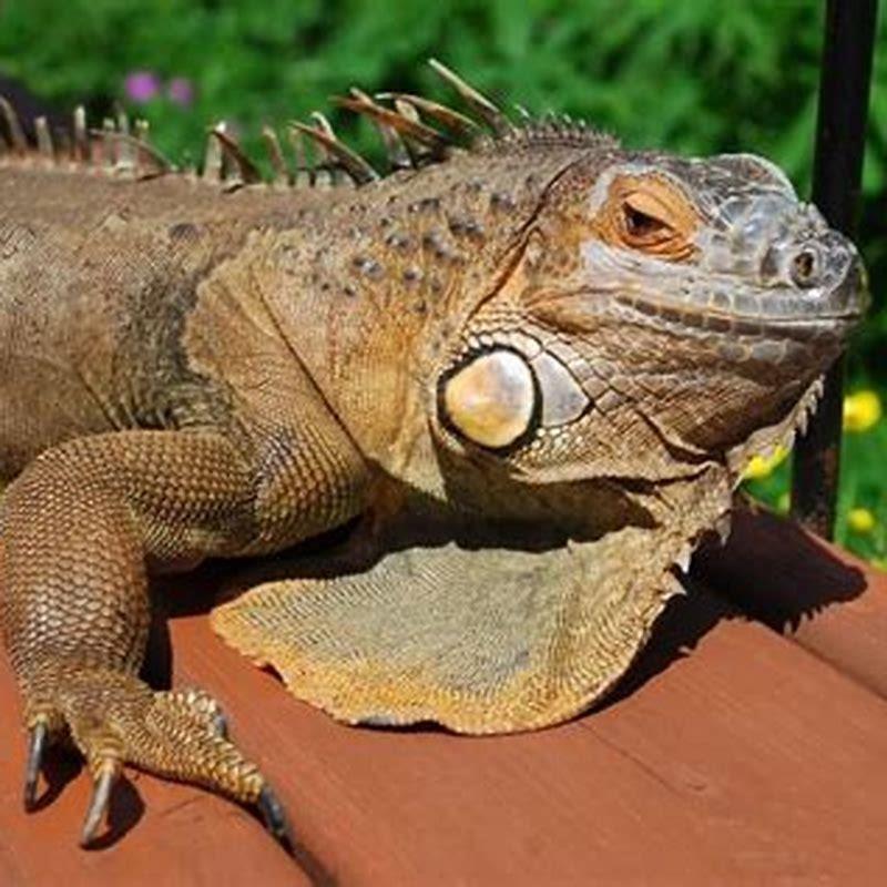 are-reptiles-found-in-antarctica-diy-seattle