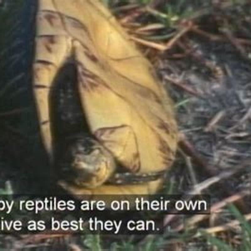 Are reptiles still evolving? - DIY Seattle