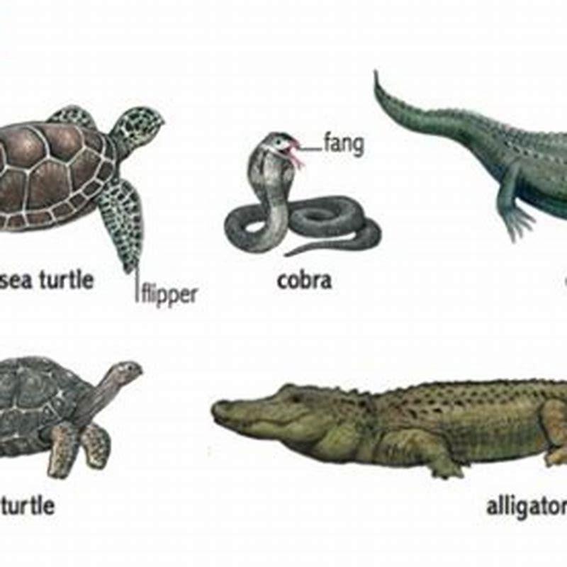 Are there any reptiles that live in groups?