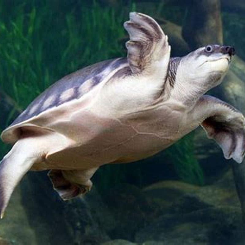 Can pig-nosed turtle live on land?