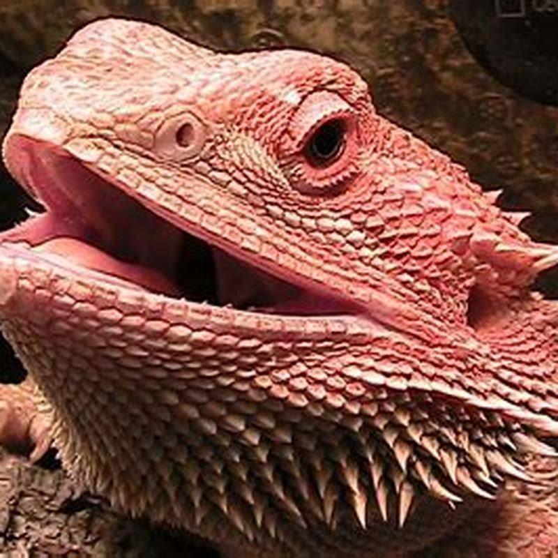 Can you bond with reptiles?