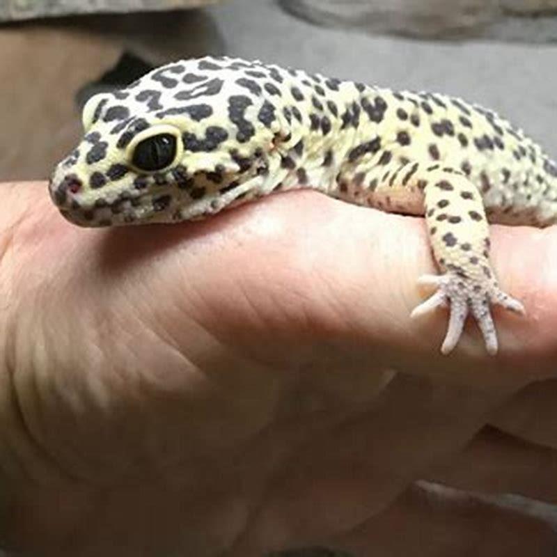 Do lizards grow when they shed?