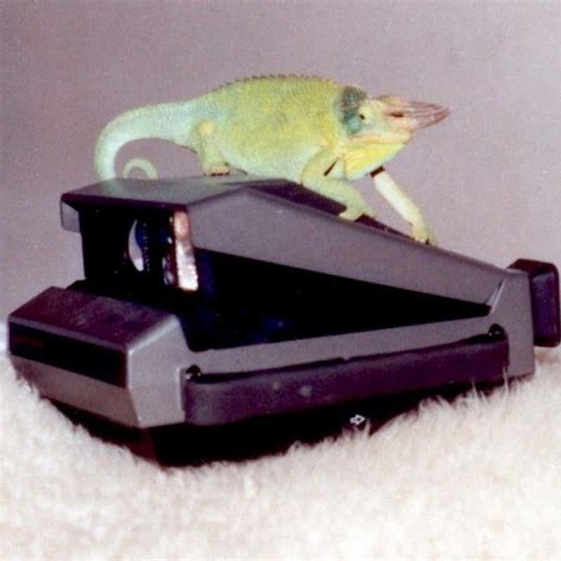 Do reptiles feel love?