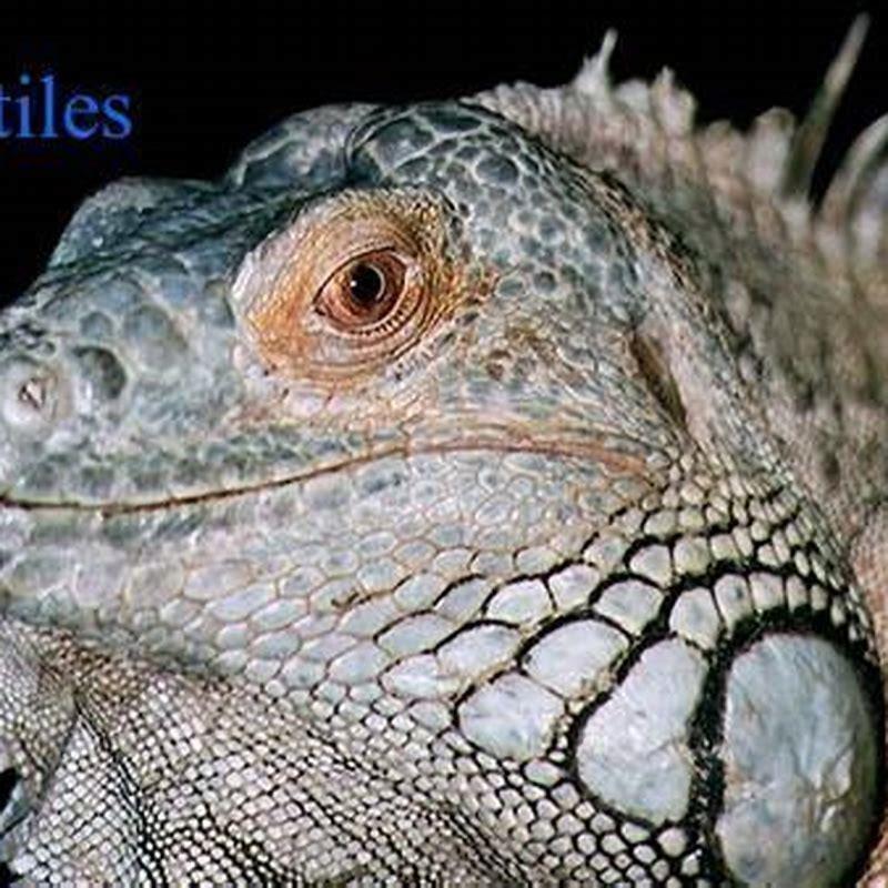 Do reptiles have leathery skin?