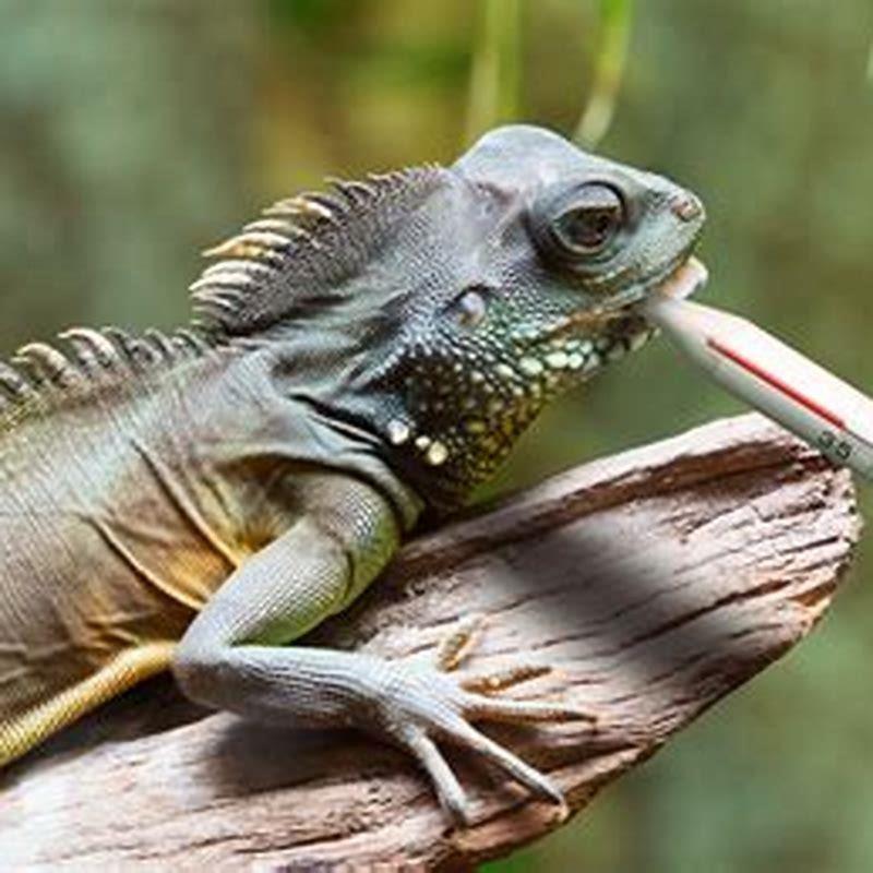 Do reptiles like warmer climates?