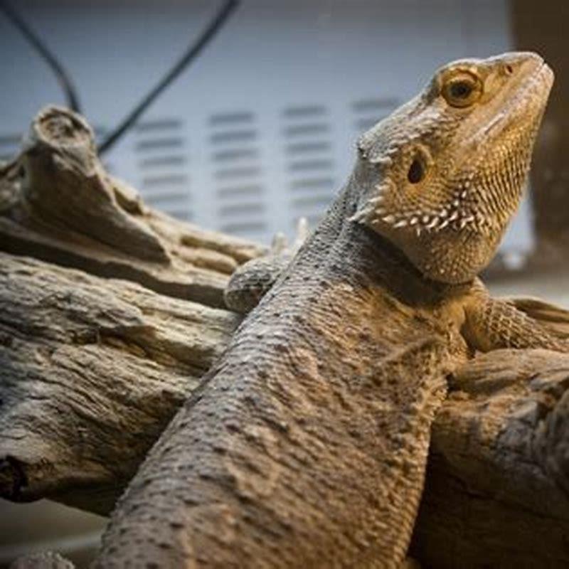 Why are some animals called reptiles? DIY Seattle