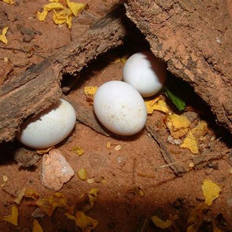 How are reptile eggs laid? - DIY Seattle