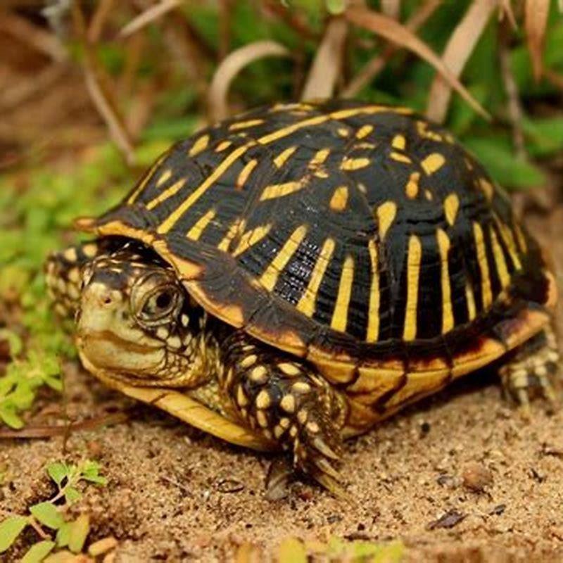 How big do ornate box turtles get? - DIY Seattle