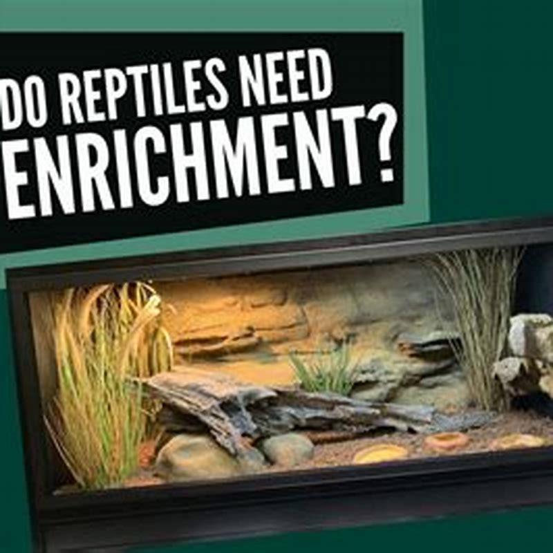 How do I start breeding reptiles?
