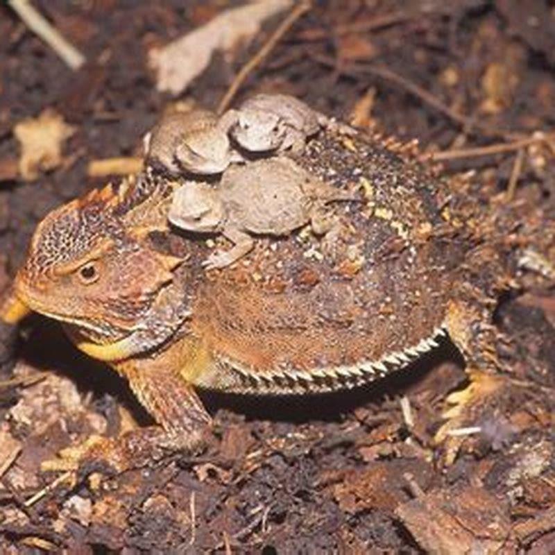 How do reptiles have babies for kids?