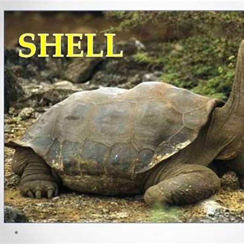 How do reptiles use their body covering?