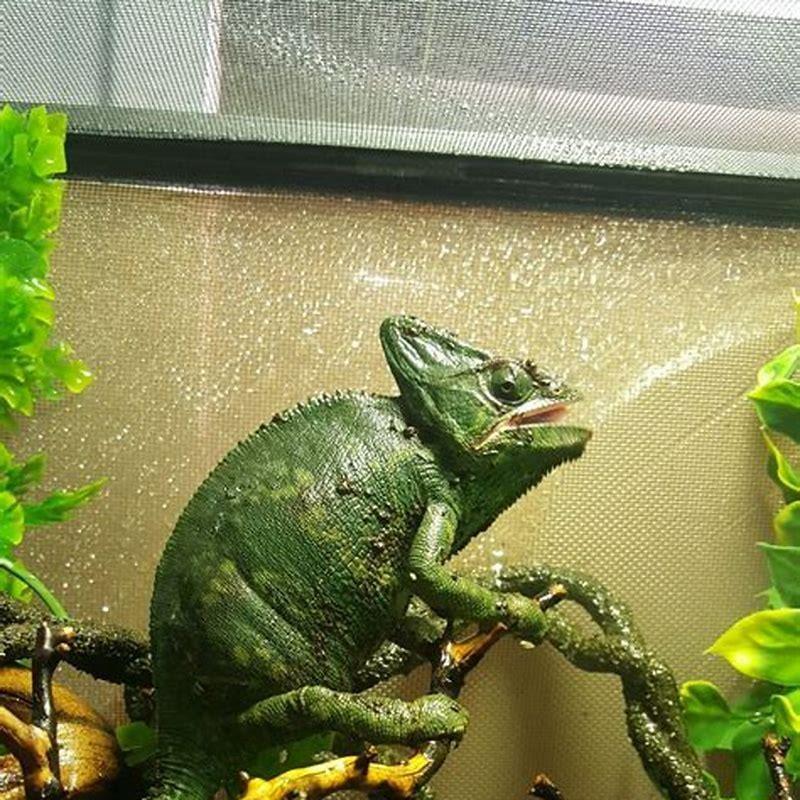 How do you disinfect reptiles branches?