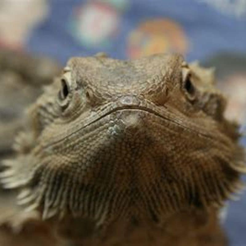 How do you get a reptile substrate?
