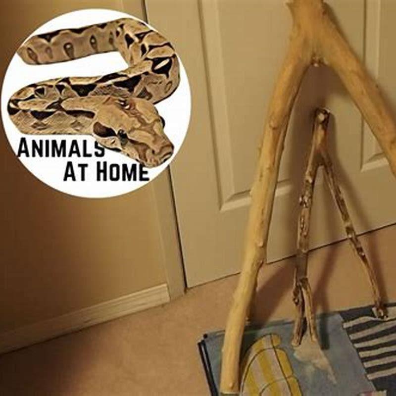 How do you sterilize wood for reptiles?