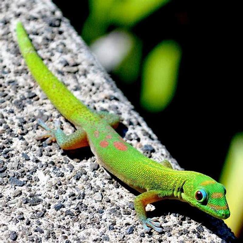 How many reptiles are there in Hawaii?