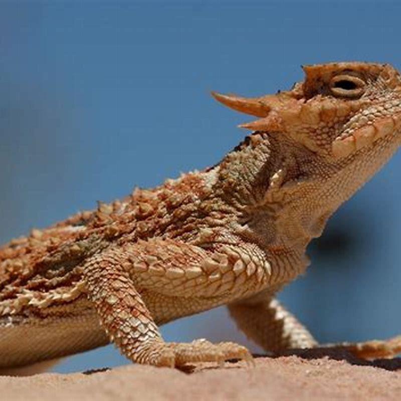 How many species of reptiles live in the desert? - DIY Seattle