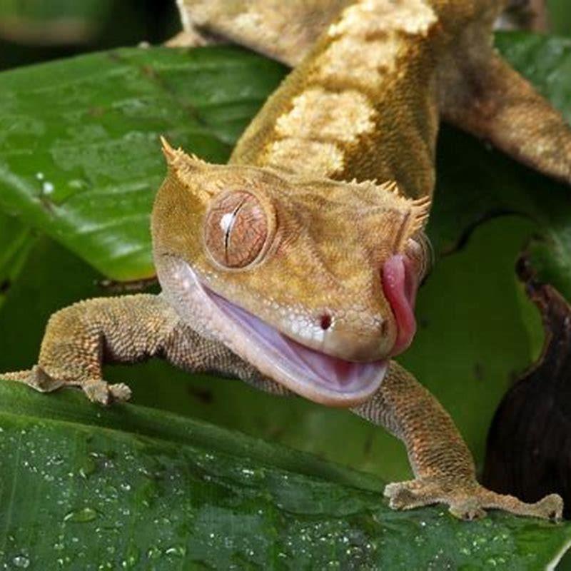How old are the first reptiles?