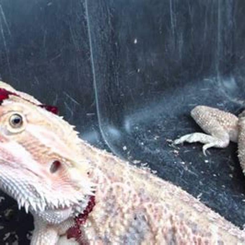 How smart are pet lizards?