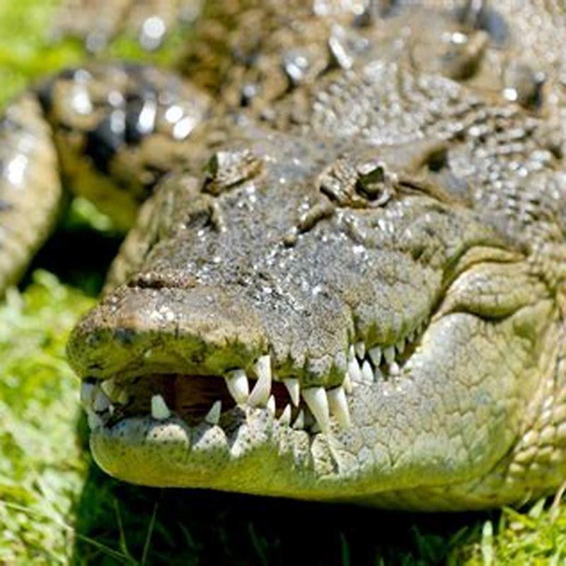 crocodiles-may-sleep-with-only-half-their-brain-crocodiles-animal