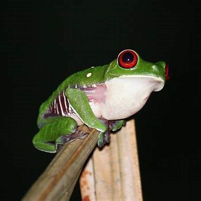Is Frog a reptile?