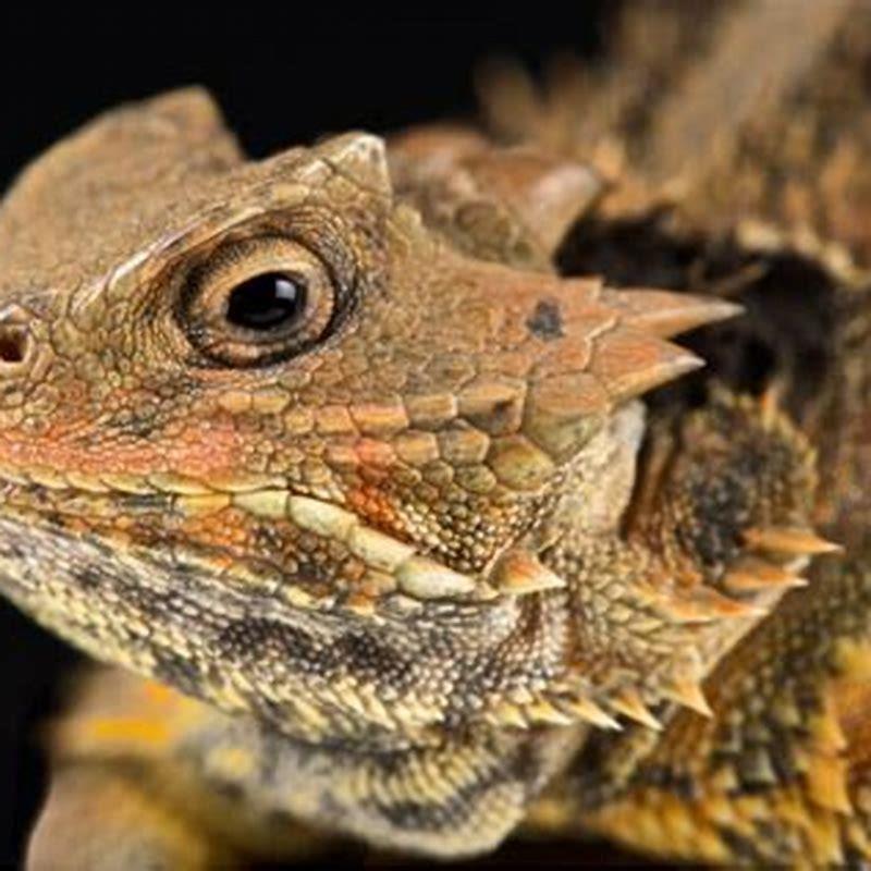 What animals are predators to lizards? DIY Seattle