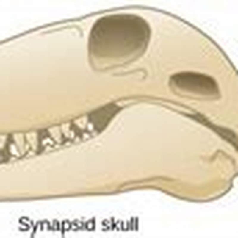What are the two groups of diapsid reptiles?