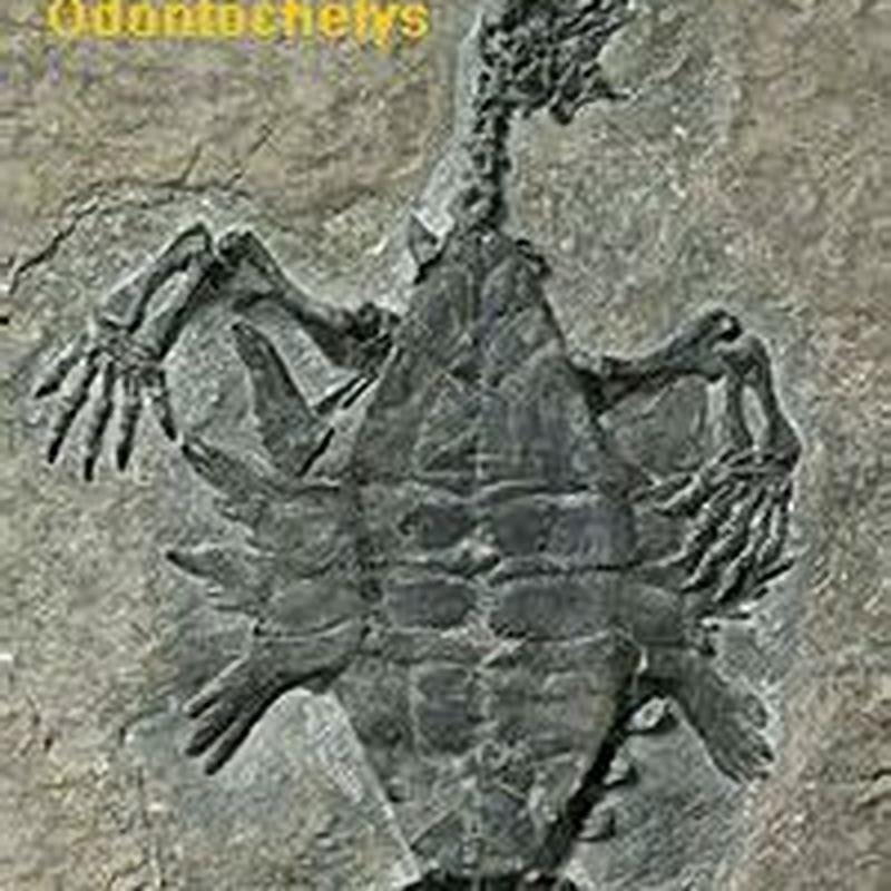 What did the Odontochelys eat?