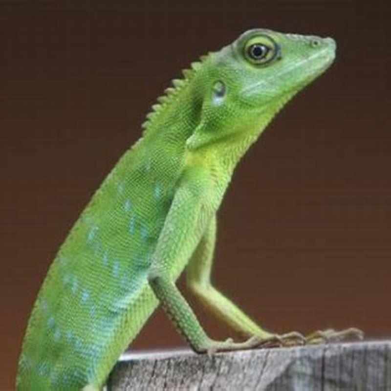 what-do-agamid-lizards-eat-diy-seattle