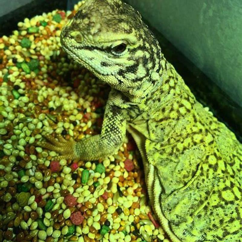 What do little reptiles eat? - DIY Seattle