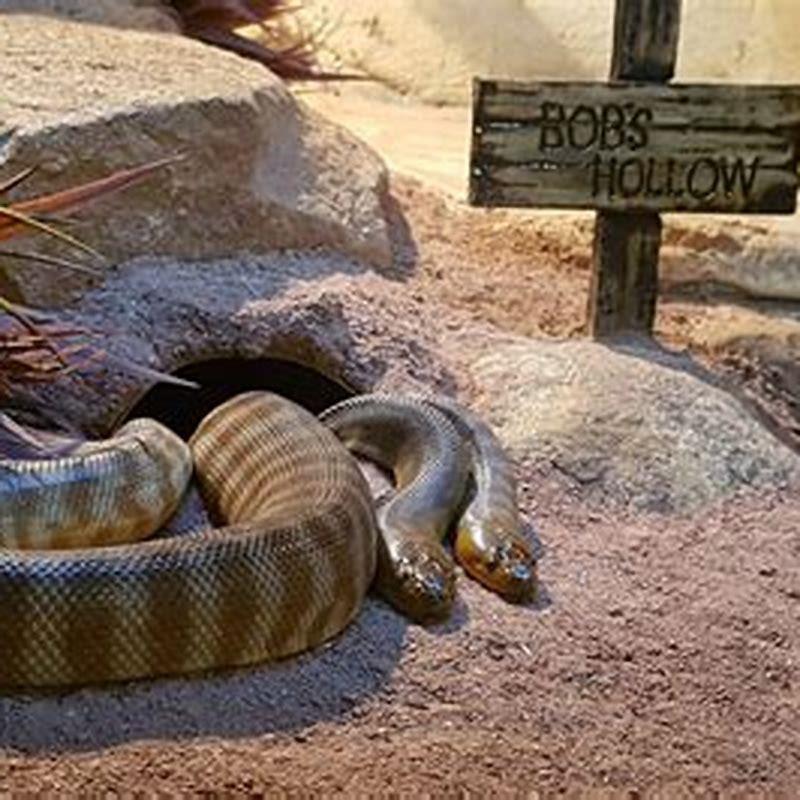 What do reptiles do in winter?