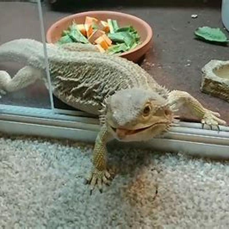 What do the majority of reptiles eat?