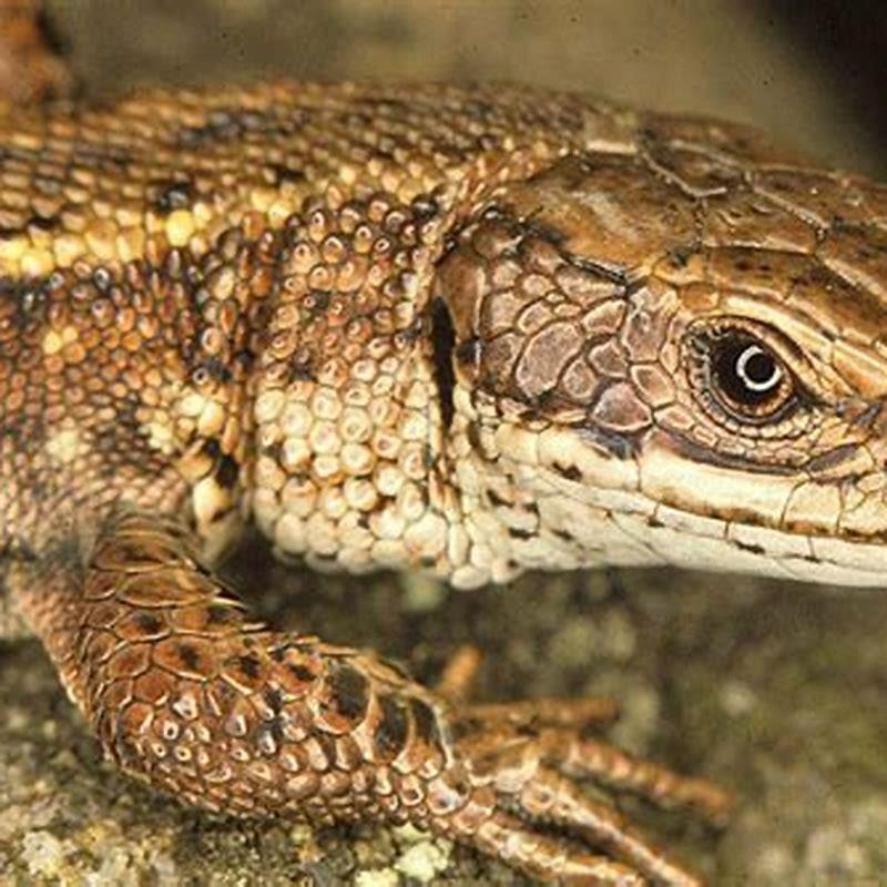 What does a viviparous lizard eat?