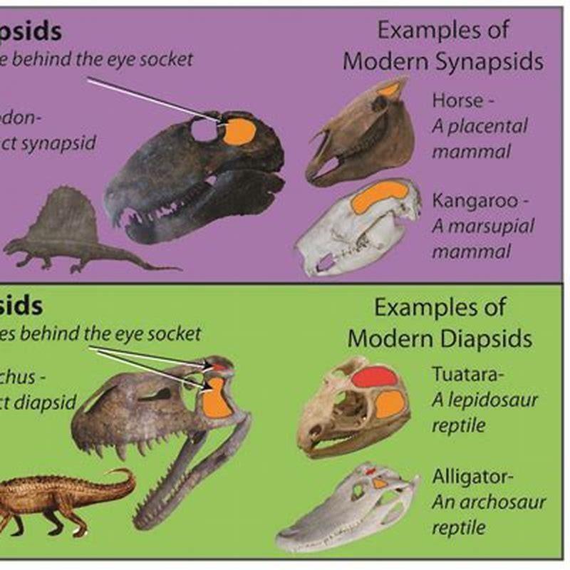 What does diapsid mean in biology?