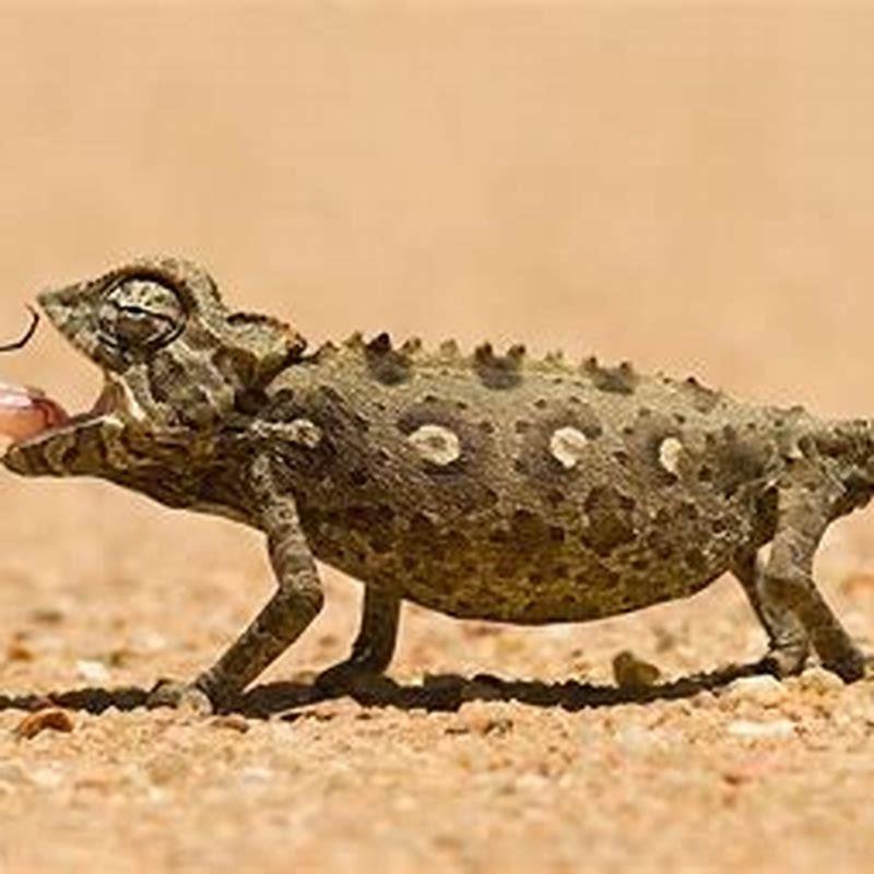 What eats a small lizard?