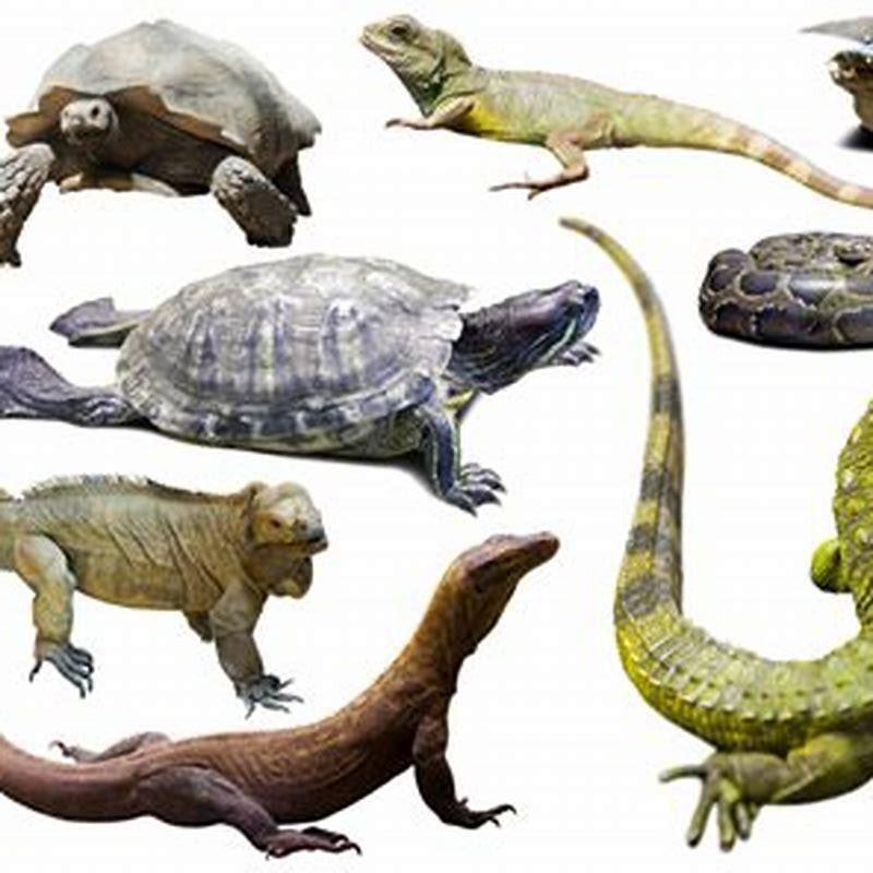 What is a characteristic of all reptiles?