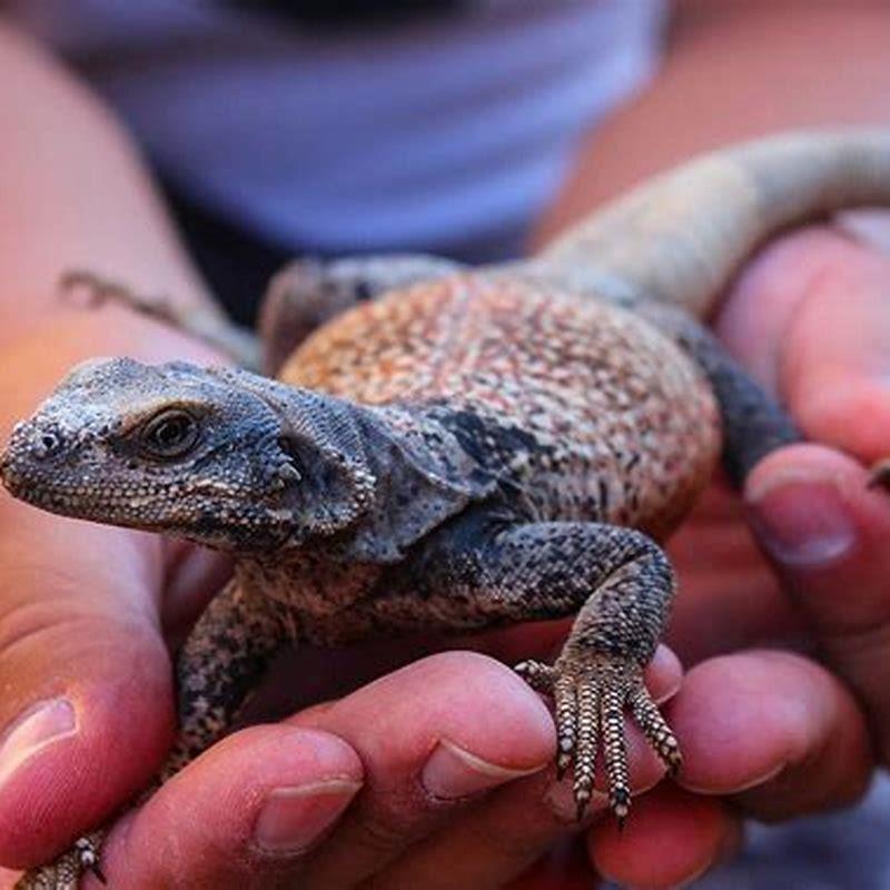 What is special about the chuckwalla? - DIY Seattle